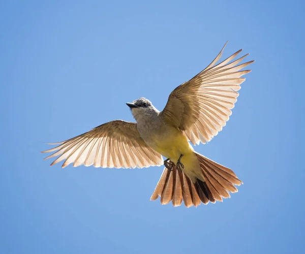 Oiseau Roi Occidental Dans Nature — Photo