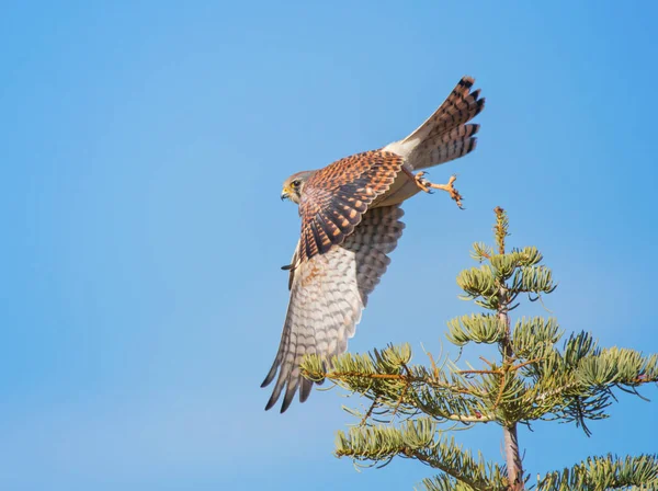 Cestrel Américain Lançant Une Branche — Photo