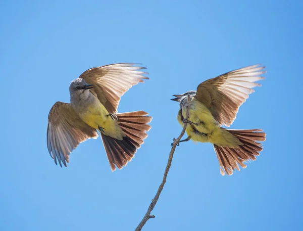 Batı Kralı Doğada Bir Kuş — Stok fotoğraf