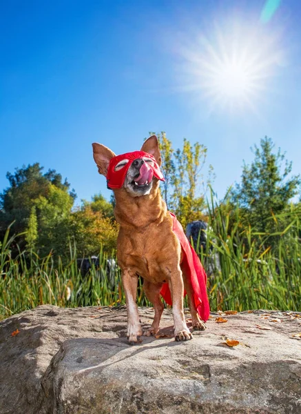 Aranyos Chihuahua Mix Nyalás Orrát Rajta Egy Szuperhős Jelmez Egy — Stock Fotó