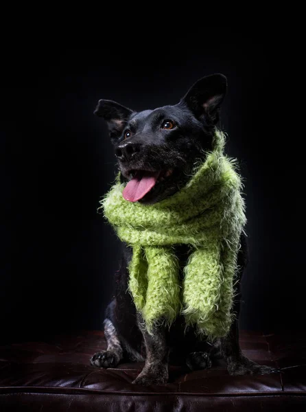 Estudio Disparo Lindo Perro Fondo Aislado —  Fotos de Stock