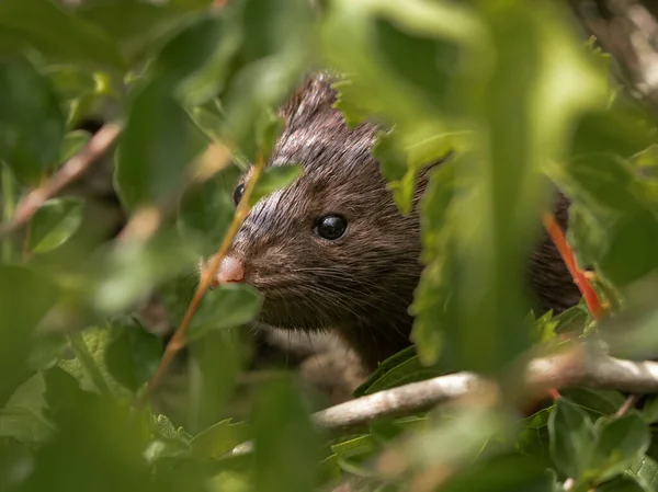 Brown Mink Out Natural Environment Setting — Stock Photo, Image