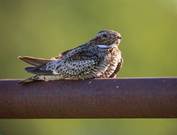 Common Nighthawk Out Nature — Stock Photo, Image