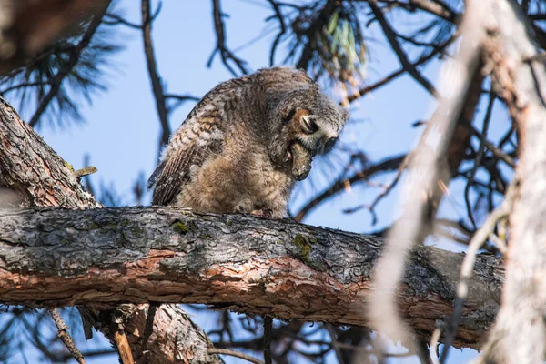 Grote Gehoornde Uil Uit Natuur — Stockfoto