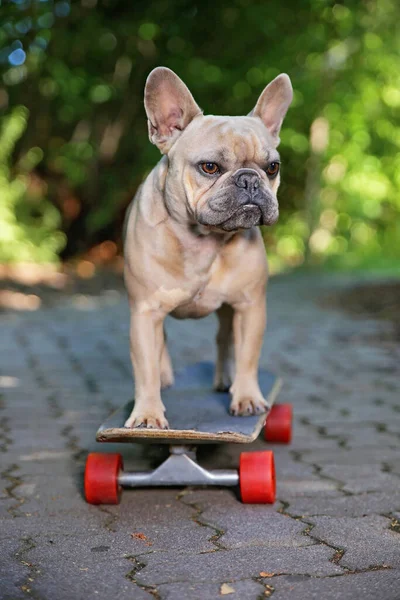 Lindo Bulldog Francés Montando Monopatín Parque — Foto de Stock