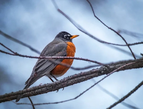 Αμερικανός Robin Ένα Δέντρο — Φωτογραφία Αρχείου