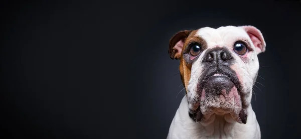 Gambar Studio Anjing Lucu Latar Belakang Yang Terisolasi — Stok Foto