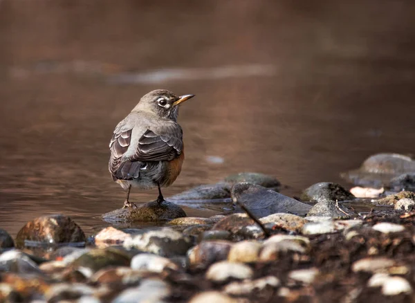 Amerikanische Rotkehlchen Baden Wasser — Stockfoto