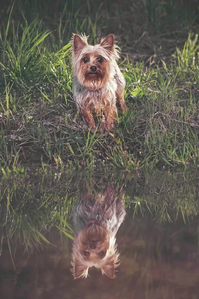 Niedlicher Yorkshire Terrier Sitzt Draußen Der Natur — Stockfoto