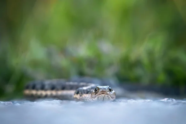 Couleuvre Rayée Dans Environnement Naturel — Photo