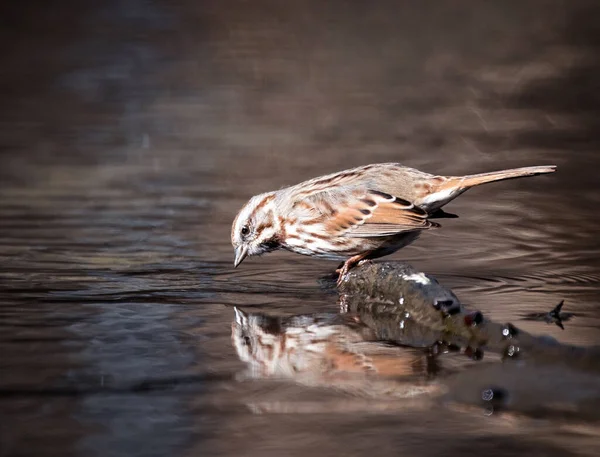 Passero Canzone Ottenere Drink Acqua — Foto Stock