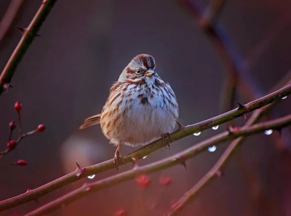 Song Sparrow Sedící Větvi — Stock fotografie