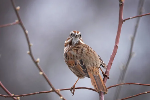 Song Sparrow Sedící Větvi — Stock fotografie