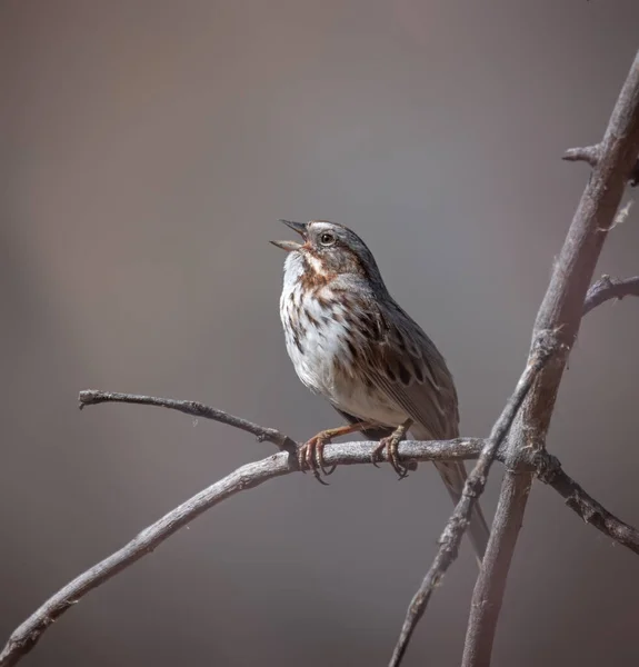 Song Sparrow Zittend Een Tak — Stockfoto