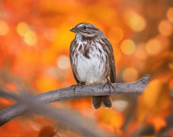 Song Sparrow Sedící Větvi — Stock fotografie