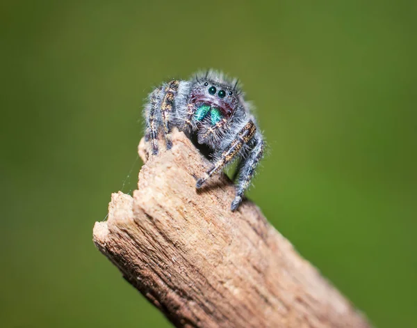 Araña Saltarina Entorno Natural —  Fotos de Stock