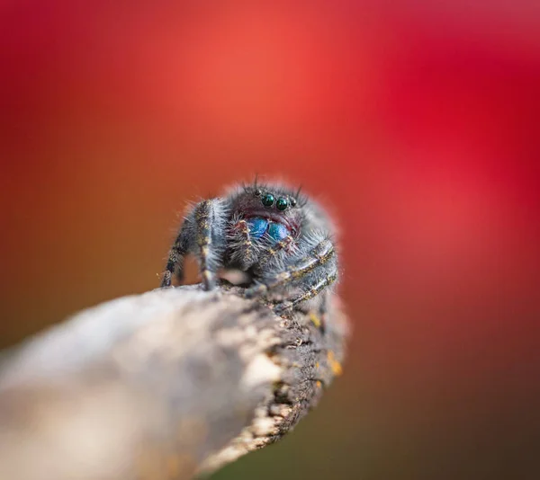 Ragno Che Salta Ambiente Naturale — Foto Stock