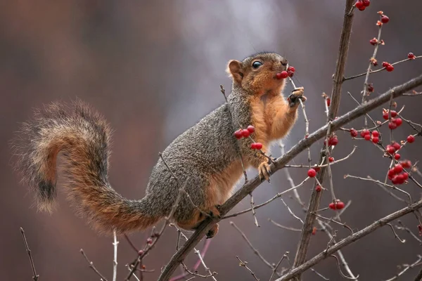 Niedliches Eichhörnchen Draußen Der Natur — Stockfoto