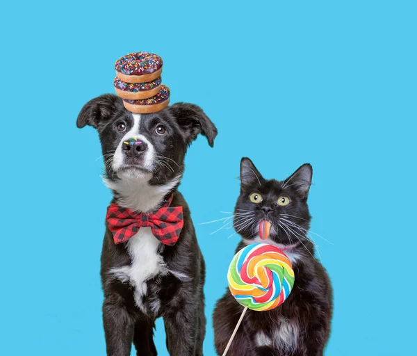 Cute Puppy Kitten Eating Snacks — Stock Photo, Image