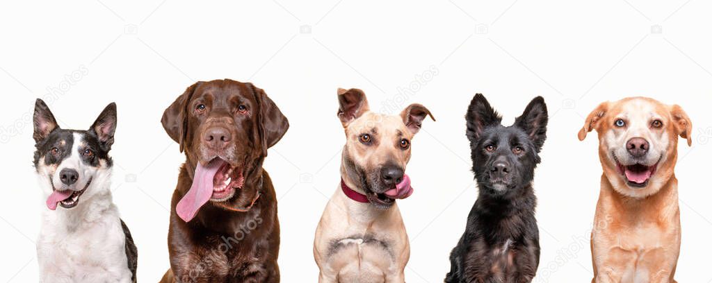 studio shot of a group of various dogs on an isolated background