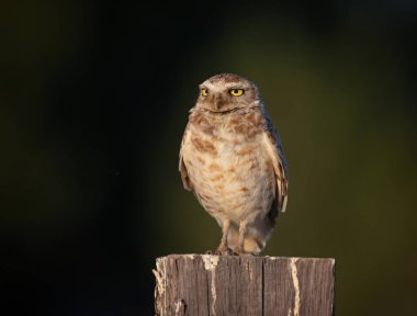 Doğada baykuş yuvası