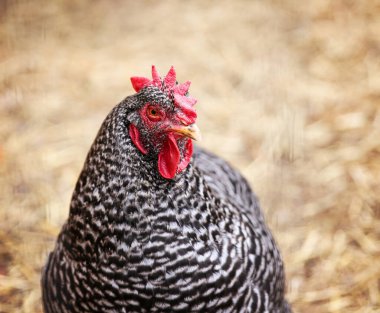 Arka bahçedeki kümeste ya da kalemdeki tavuk portresi