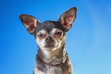 Şirin bir chihuahua doğal ortamında