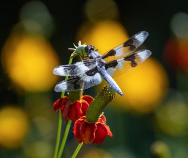 macro shot of a dragonfly out in nature
