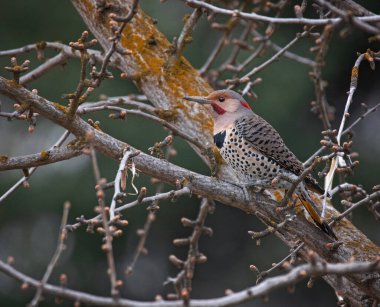 Sarı saplı kırmızı şaftlı melez çapraz
