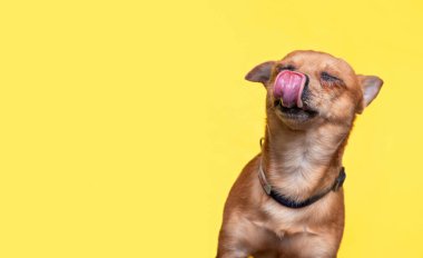 İzole edilmiş bir arka planda şirin bir köpeğin stüdyo çekimi.