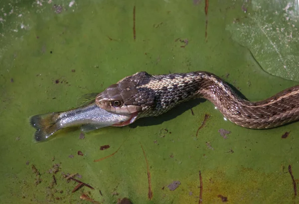 Garter Snake Natural Environment — Stock Photo, Image