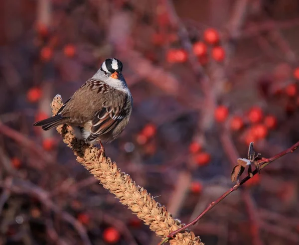 White Crowned Sparrow Out Nature — Fotografia de Stock