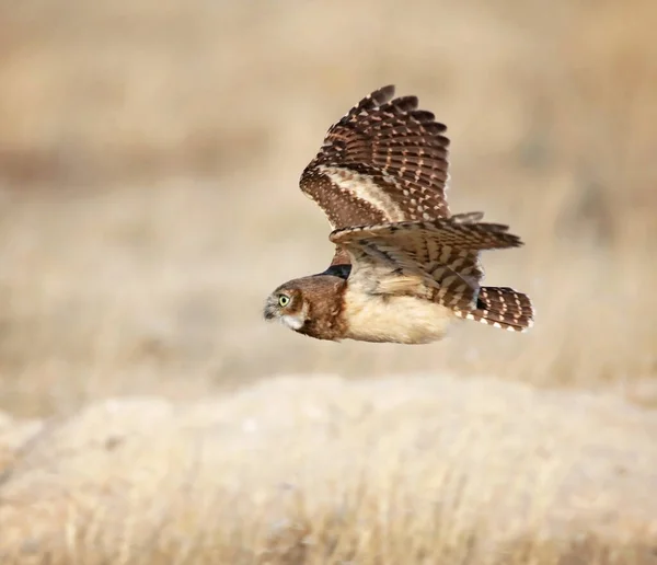 Civetta Scavatrice Natura — Foto Stock