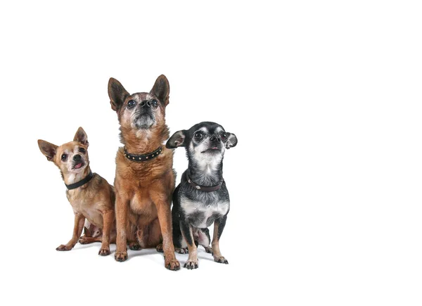 Studio Skott Söt Chihuahua Isolerad Bakgrund — Stockfoto