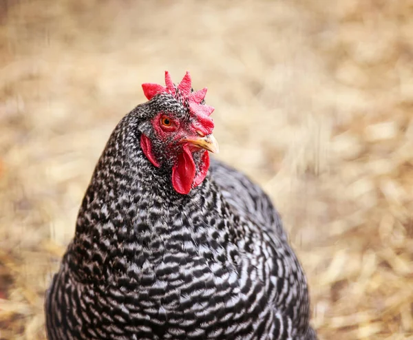 Arka bahçedeki kümeste ya da kalemdeki tavuk portresi
