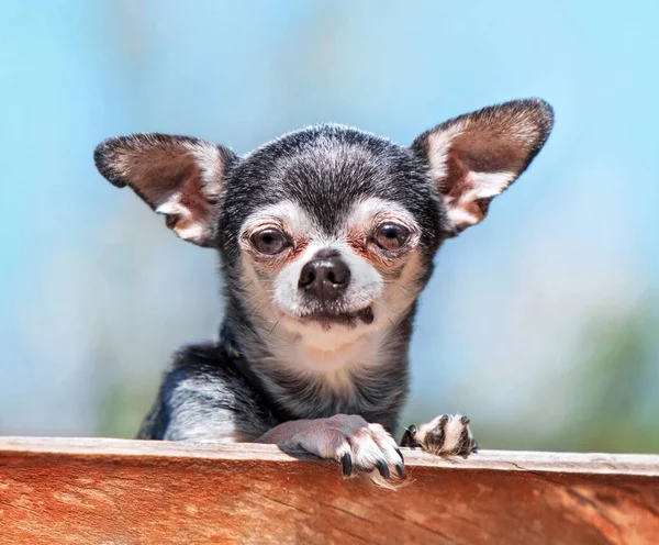 Aranyos Chihuahua Természetes Környezetben — Stock Fotó