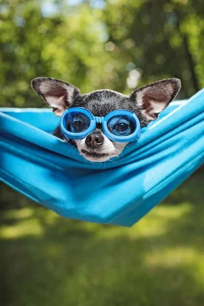 Carino Chihuahua Amaca Fuori Sole Una Calda Giornata Estiva — Foto Stock