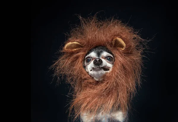 Roztomilý Chihuahua Lev Hříva Kostým Izolovaný Studiu Nastavení Pozadí — Stock fotografie