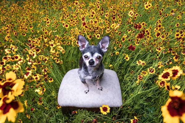 Cute Chihuahua Natural Setting — Foto Stock