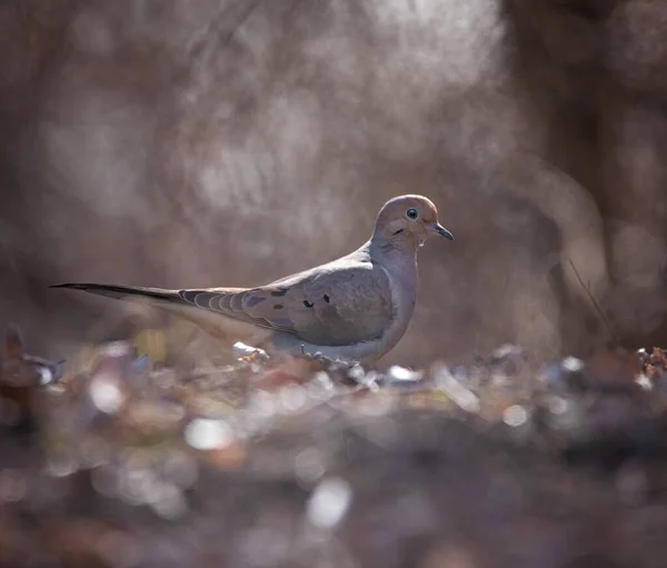 Mourning Dove Out Natural Setting — Stock Photo, Image