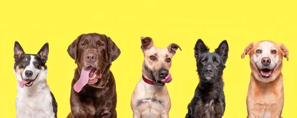 Studioaufnahme Einer Gruppe Verschiedener Hunde Auf Isoliertem Hintergrund — Stockfoto