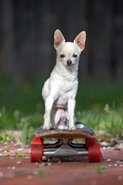 Sevimli Küçük Chihuahua Bir Parkta Bir Yolda Bir Kaykay Sürme — Stok fotoğraf