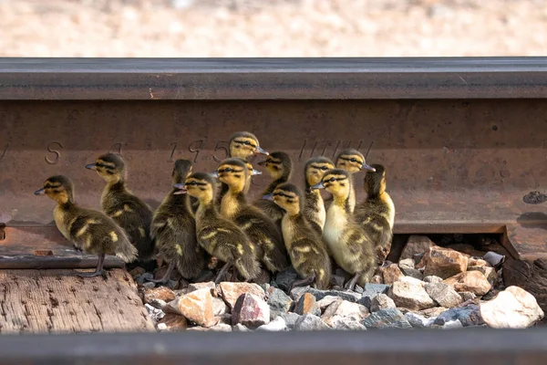 Ducklings Stuck Railroad Tracks — Fotografia de Stock