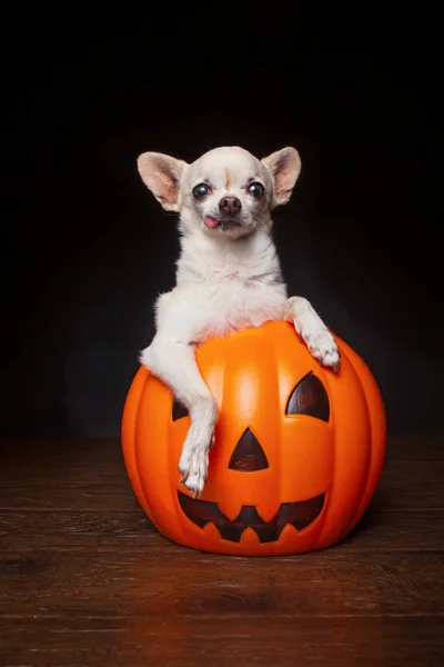 Stüdyo Fotoğrafında Şirin Bir Chihuahua — Stok fotoğraf
