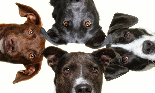 Studioaufnahme Von Niedlichen Hunden Auf Isoliertem Hintergrund — Stockfoto