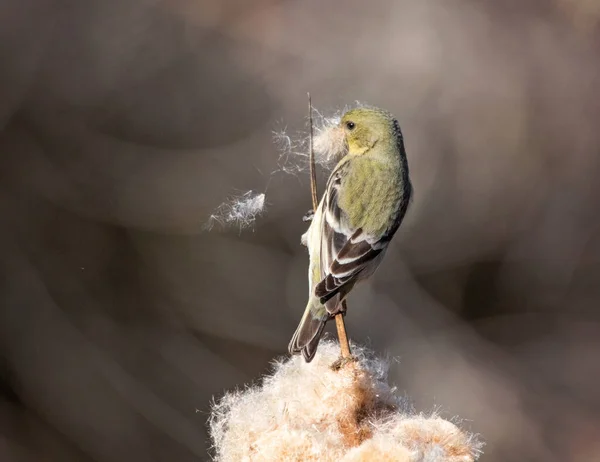 Menor Goldfinch Para Fora Ambiente Natural — Fotografia de Stock