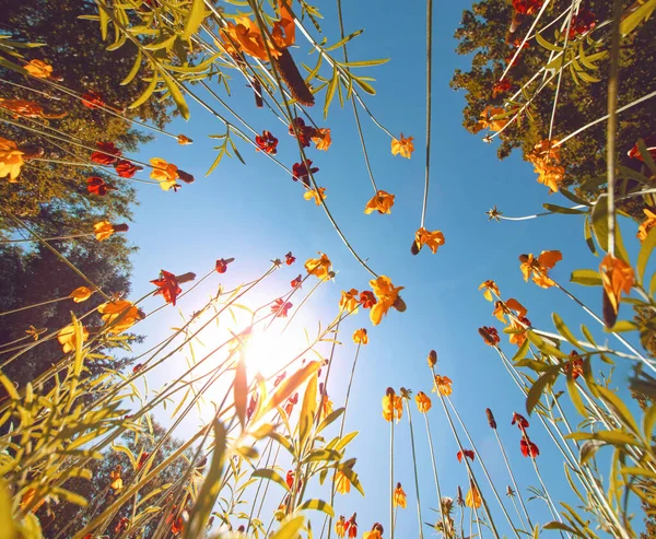 Amplio Ángulo Bajo Flores Silvestres Con Cielo Azul Sol —  Fotos de Stock