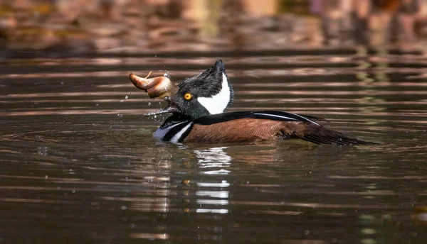 Merganser Encapuchado Nadando Con Pez —  Fotos de Stock