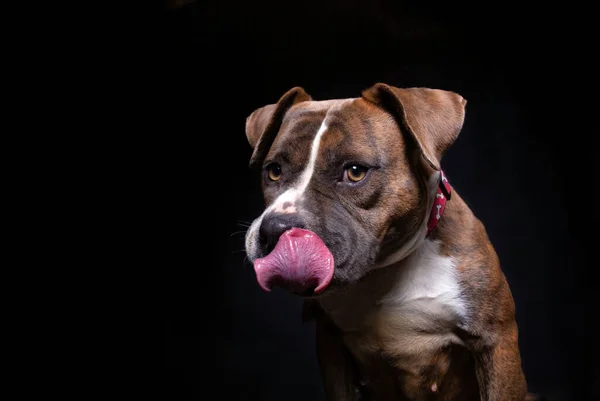 Studioaufnahme Eines Niedlichen Hundes Auf Isoliertem Hintergrund — Stockfoto