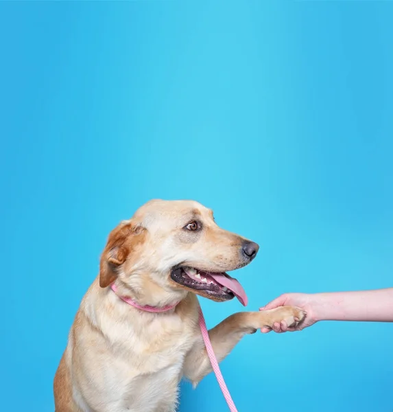 Studio Shot Van Een Schattige Hond Een Geïsoleerde Achtergrond — Stockfoto